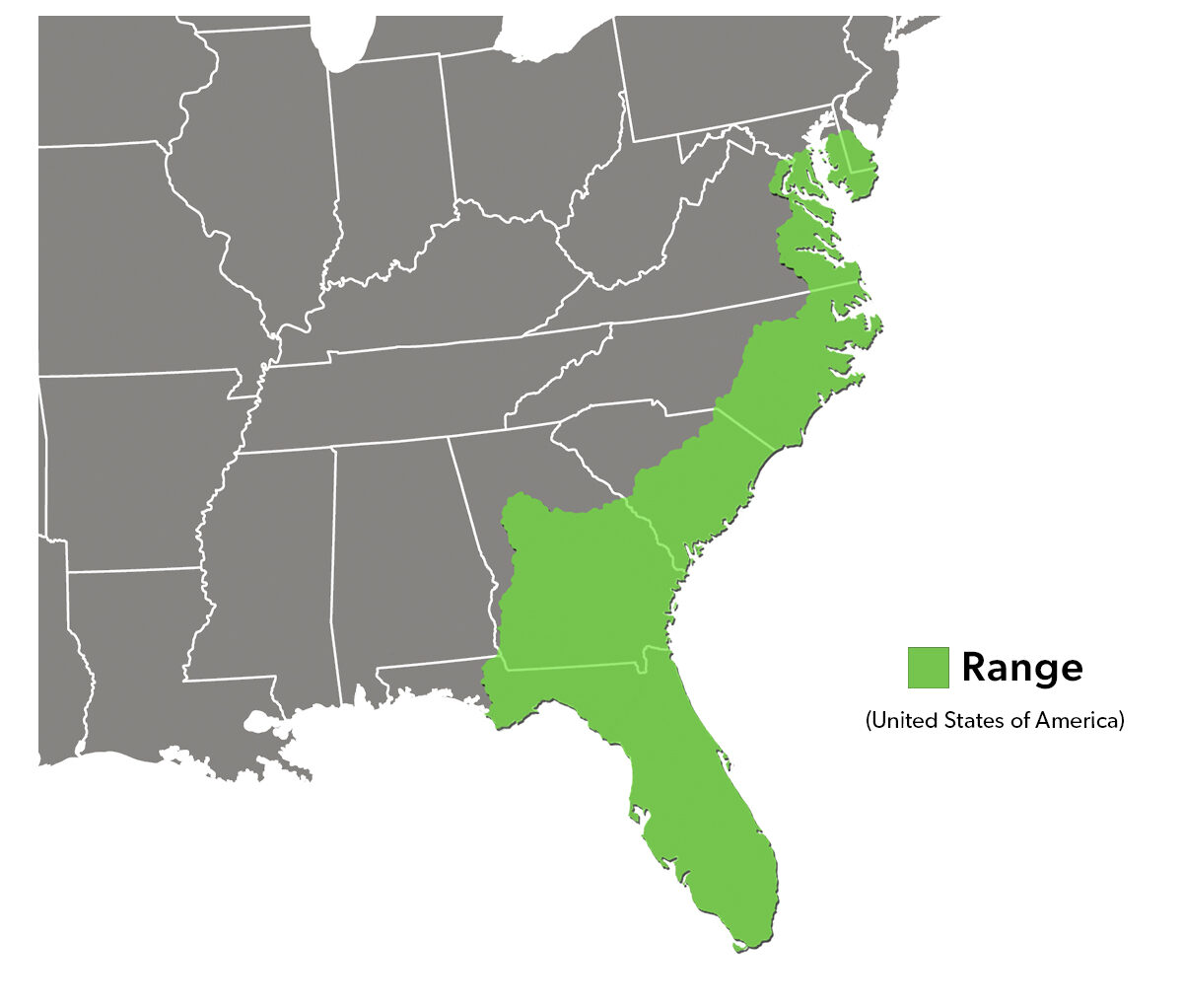 Species Spotlight Infographic_Striped Mud Turtle