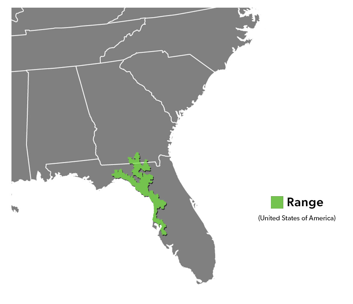 Species Spotlight Infographic_Suwanee Cooter