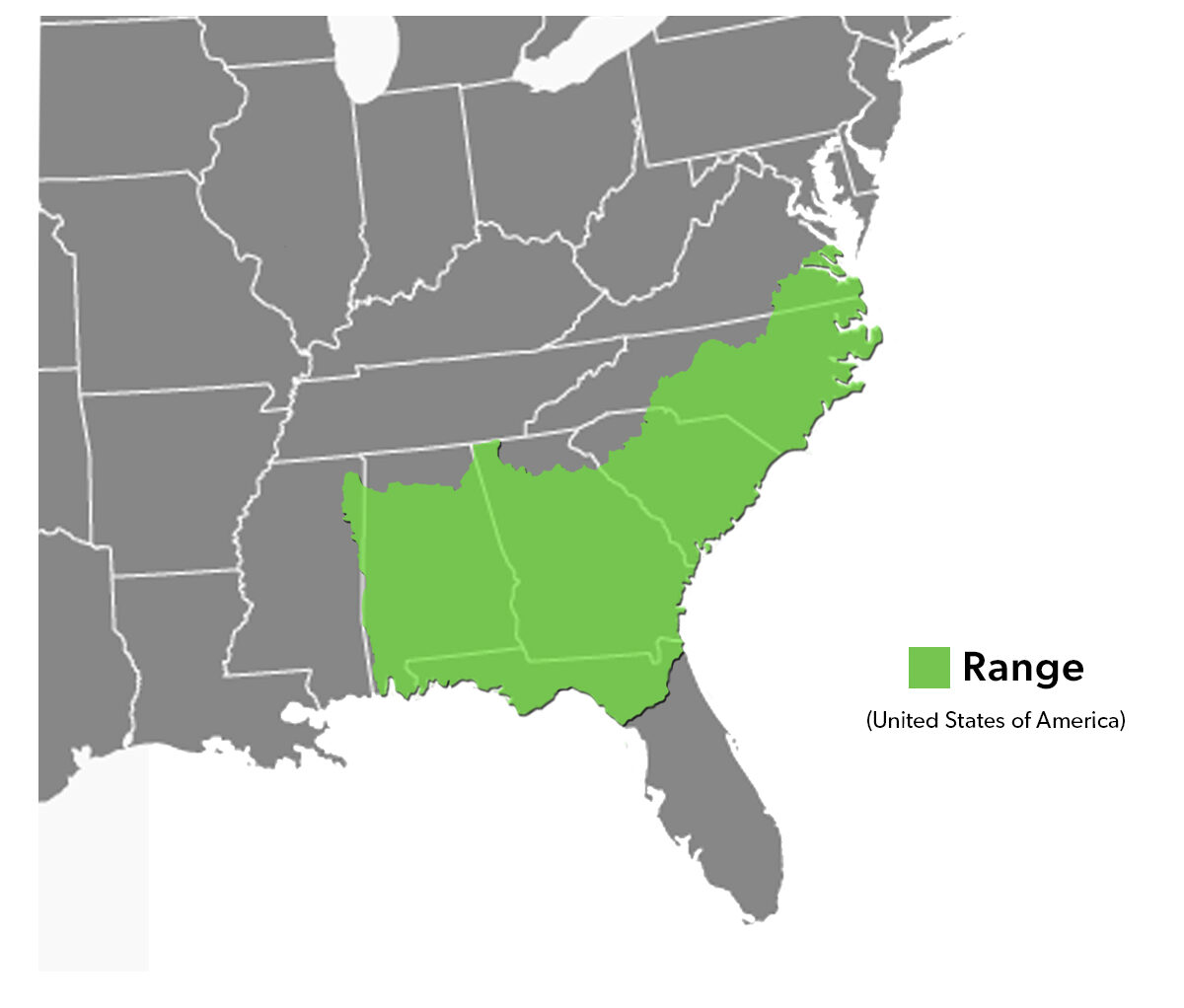 Species Spotlight Infographic_Yellow-Bellied Slider