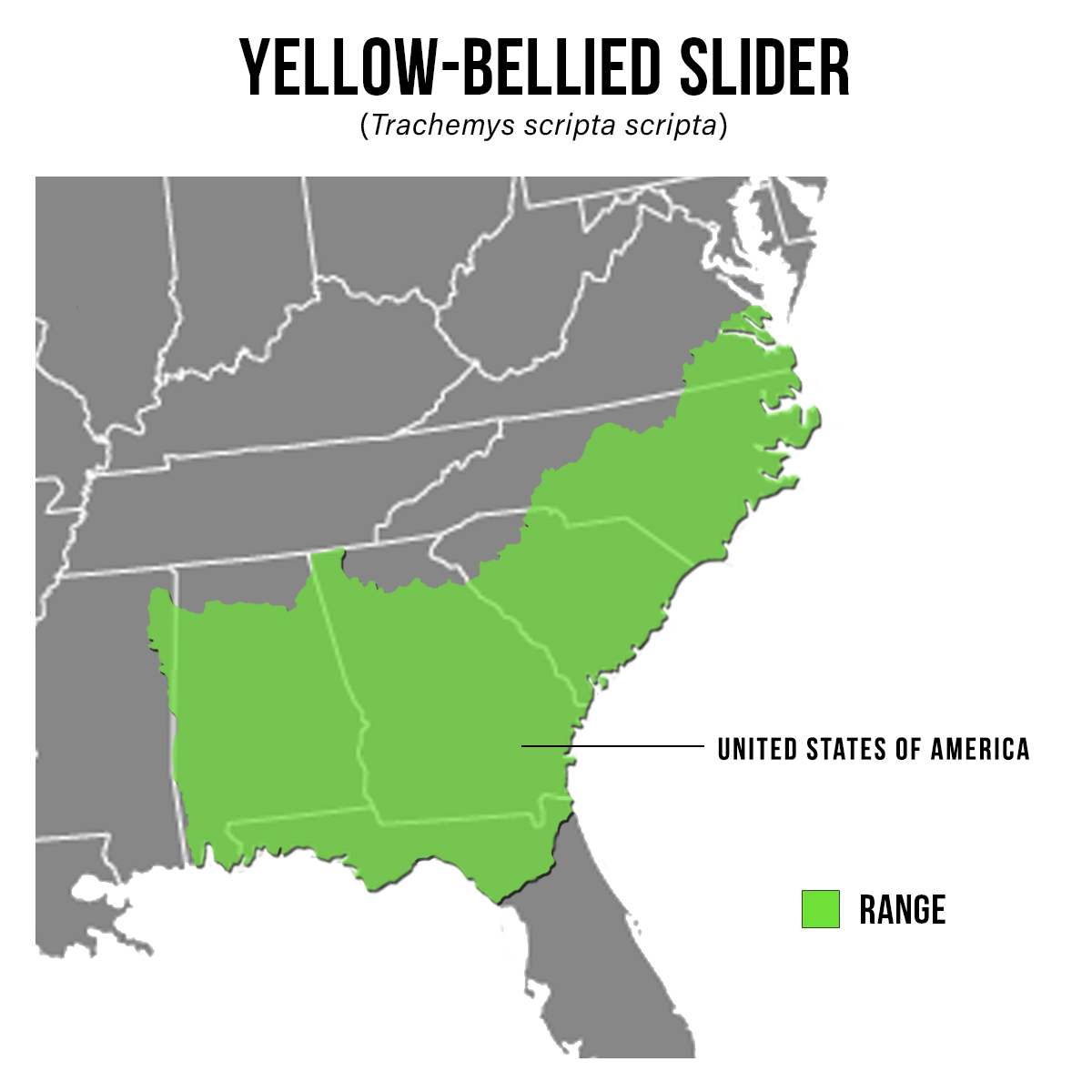 Species Spotlight Infographic_Yellow-Bellied Slider