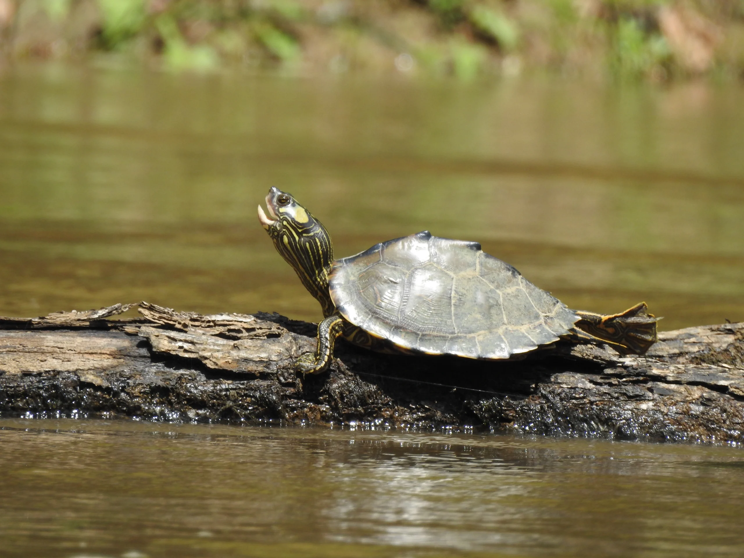 Escambia Map Turtle Graptemys ernsti scaled