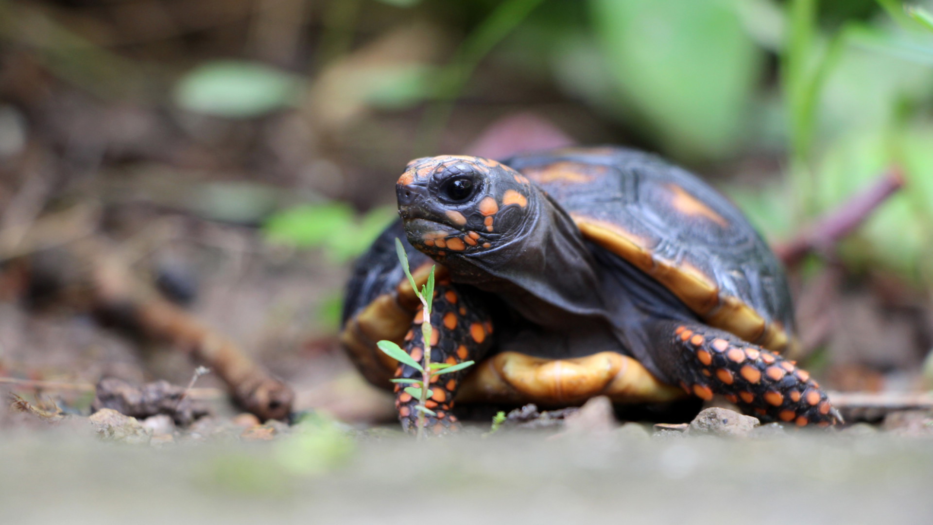 Hero image Hidden Diversity in the Red footed Tortoise