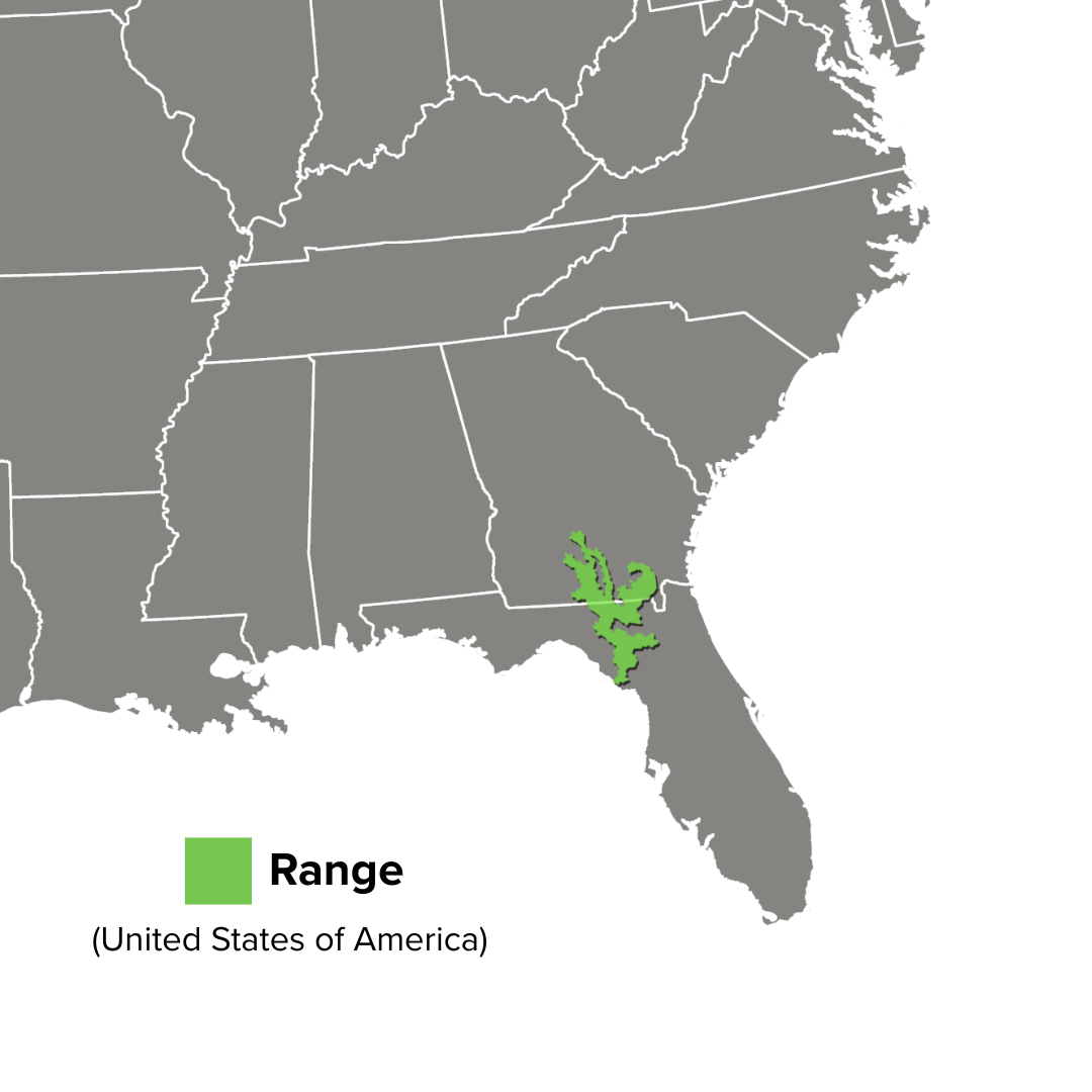 Suwannee Alligator Snapping Turtle