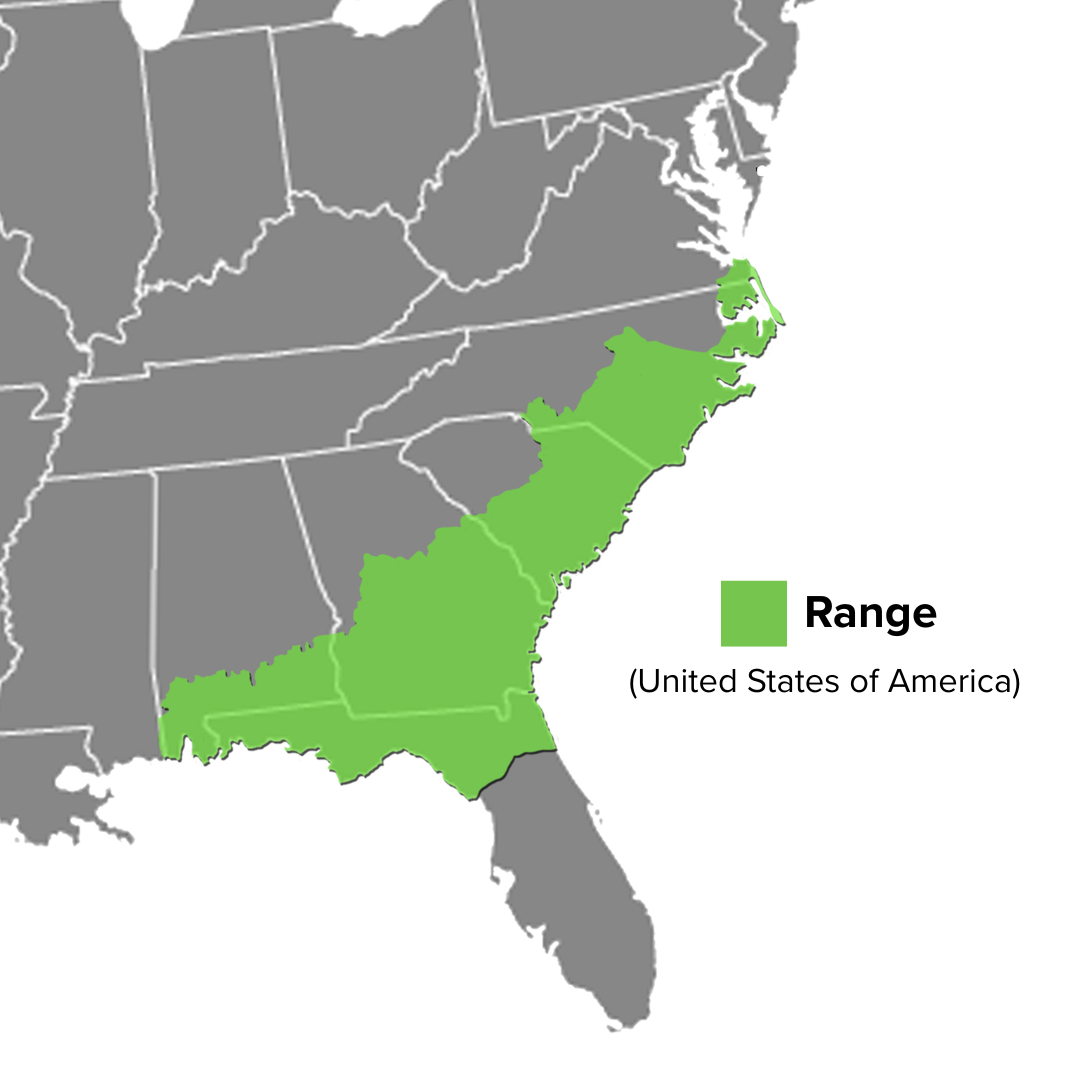 Coastal Plain Cooter