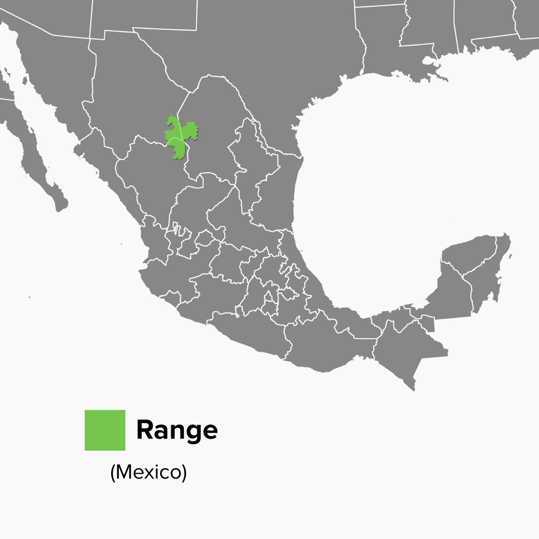 Gopherus flavomarginatus