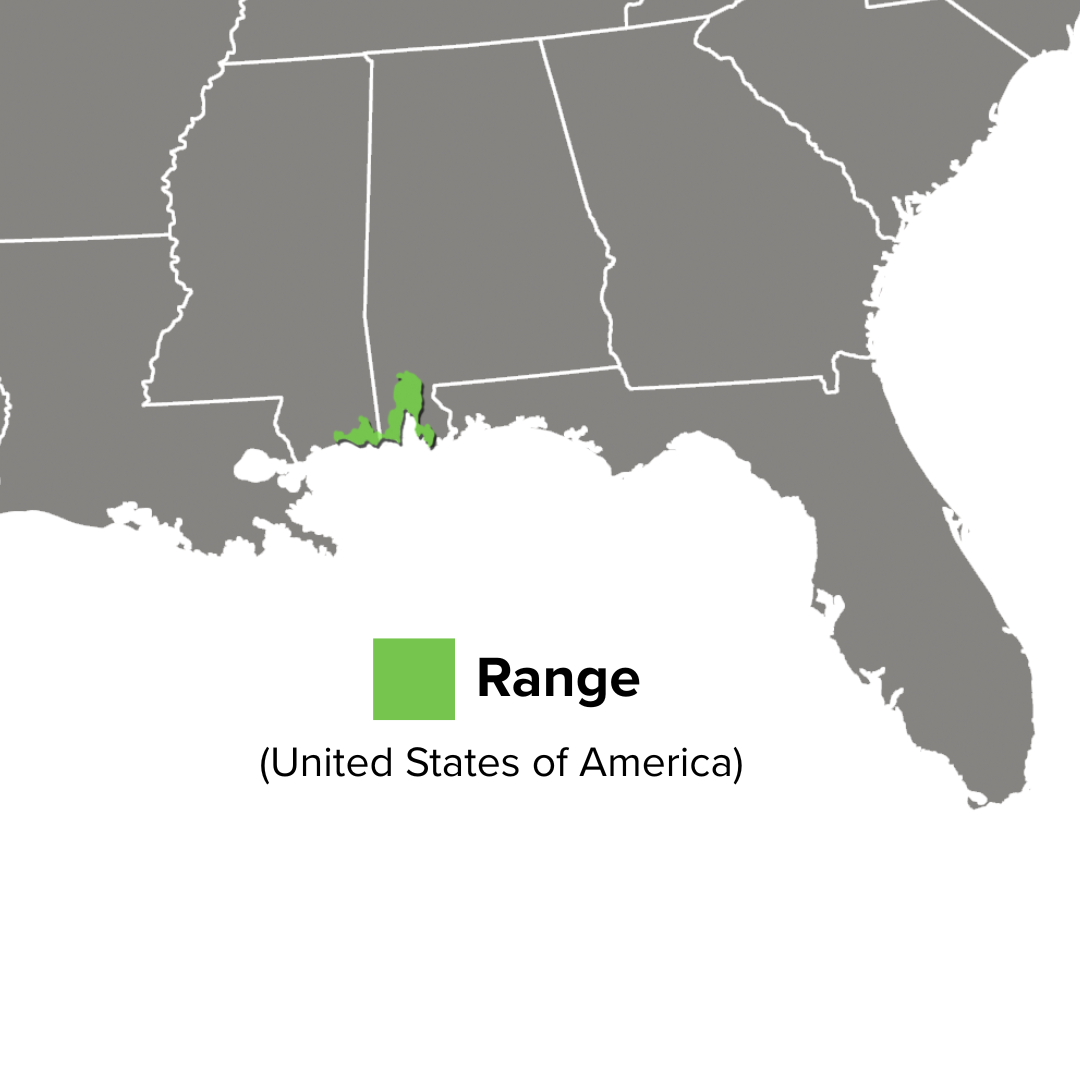 Pseudemys alabamensis