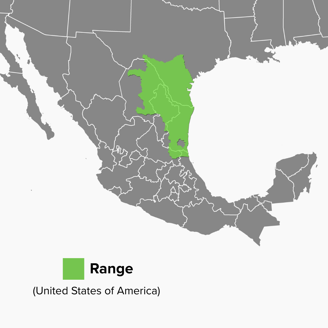 Gopherus berlandieri