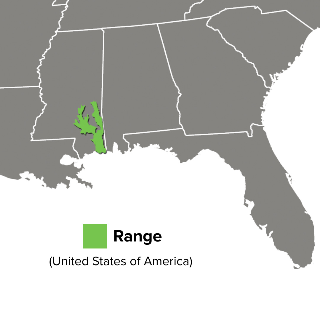 Graptemys flavimaculata