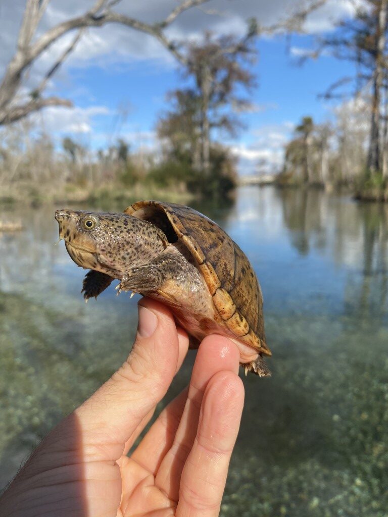 Loggerhead Musk Turtle Map Loggerhead Musk Turtle - Turtle Survival Alliance