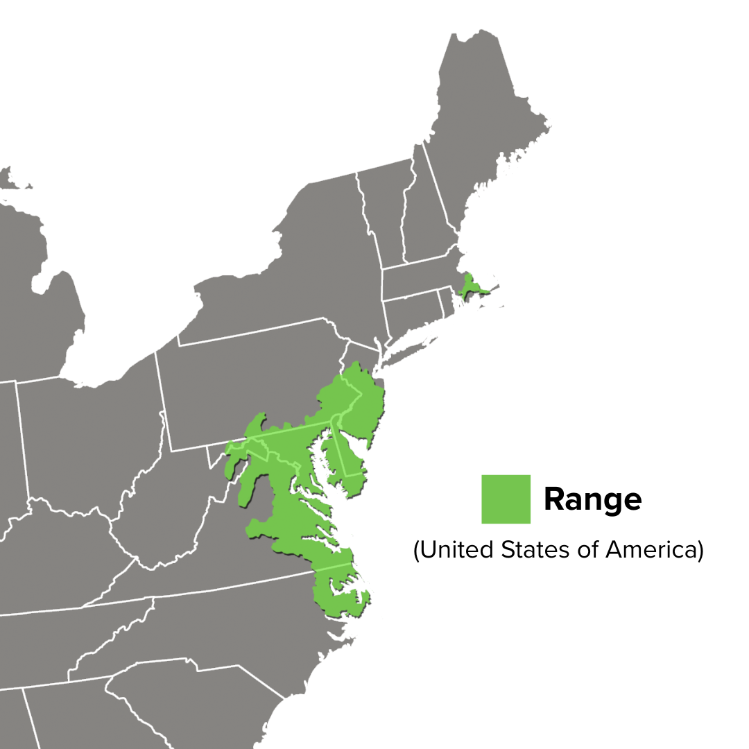 Pseudemys rubriventris