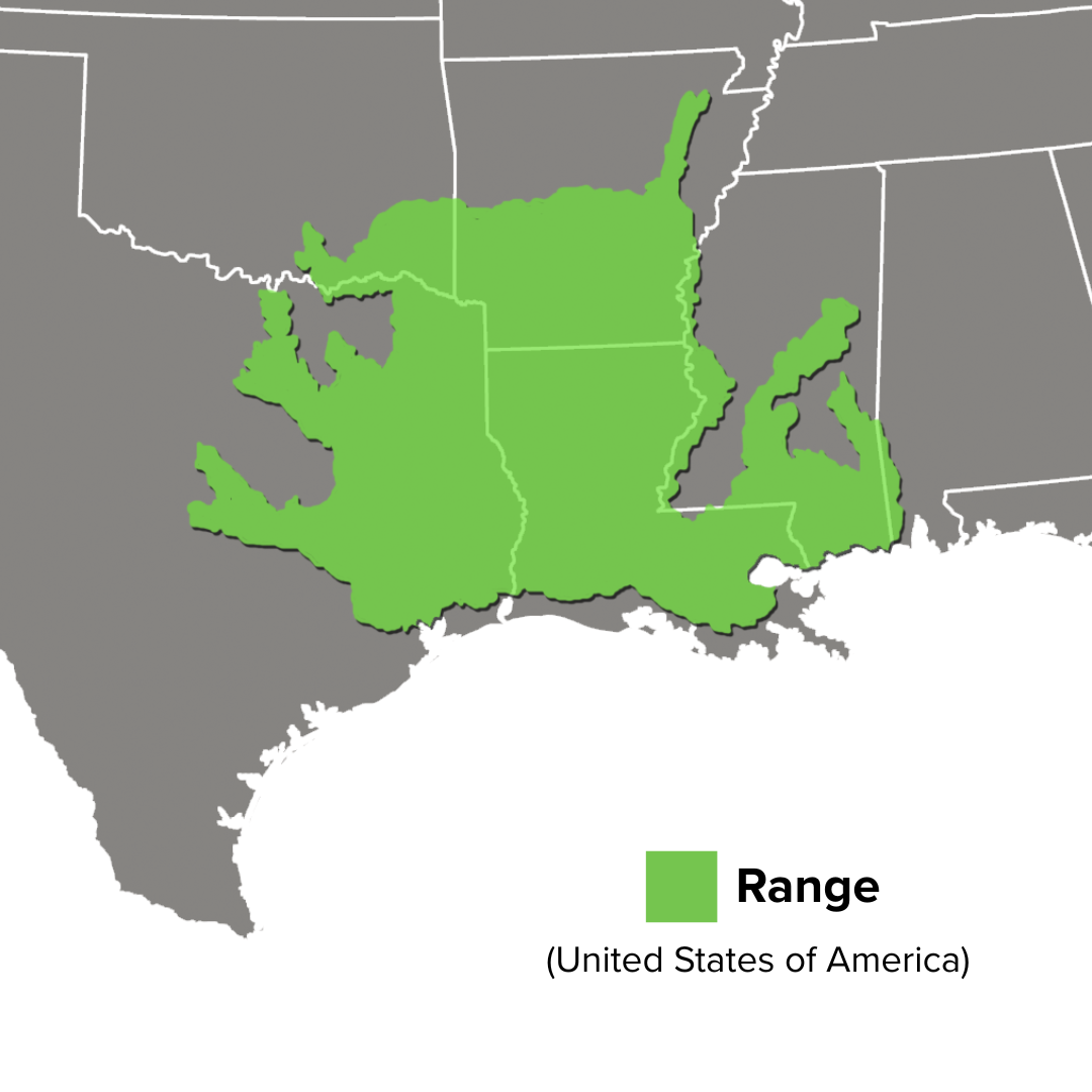 Sternotherus carinatus