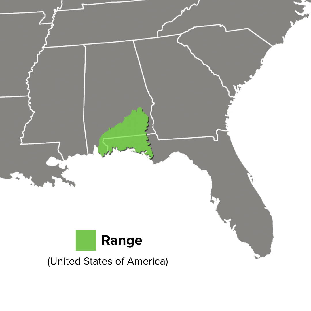 Sternotherus intermedius