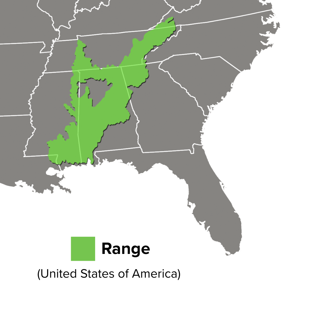 Sternotherus peltifer