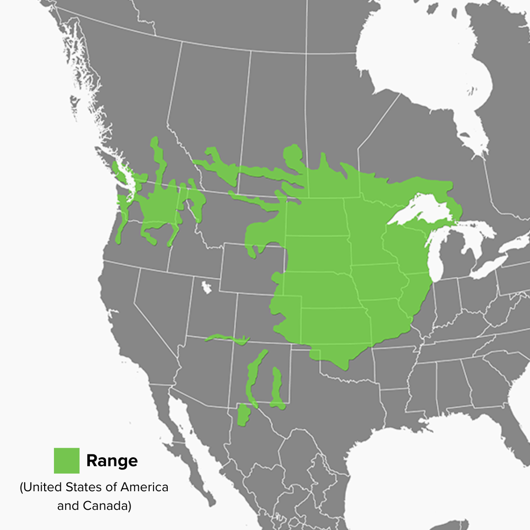 Chrysemys picta bellii (1)