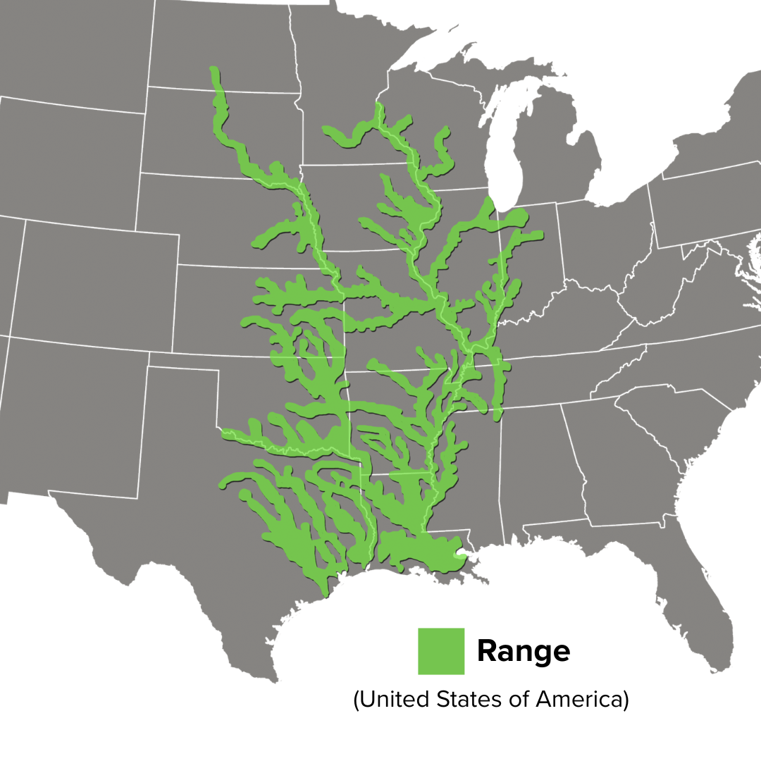 Graptemys pseudogeographica