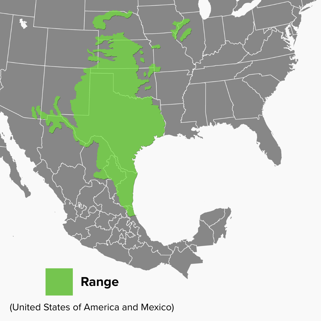 Kinosternon flavescens