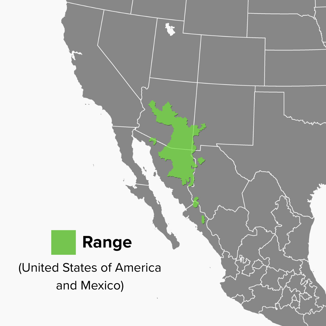 Kinosternon sonoriense