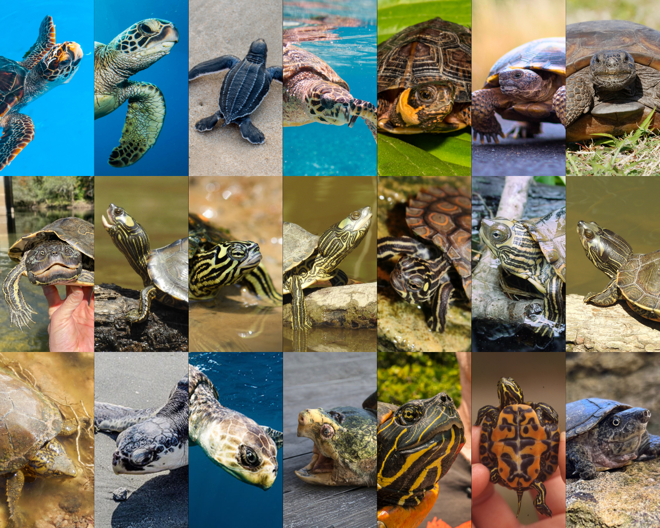 Updated - 21 species